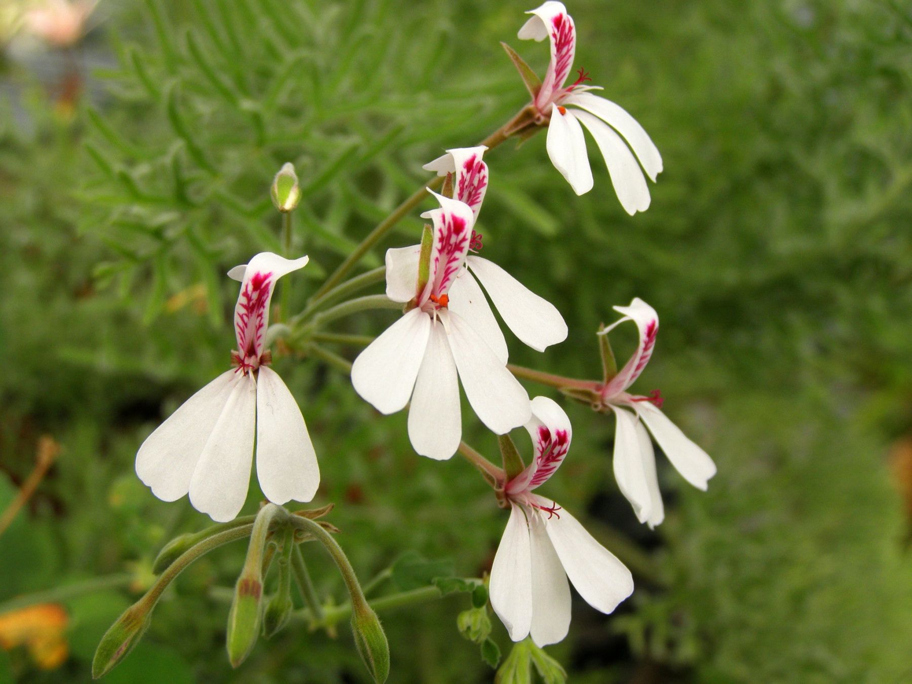 P. dichondrifolium № 2104