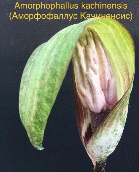 Amorphophallus kachinensis (Аморфофаллус Качиненсис)