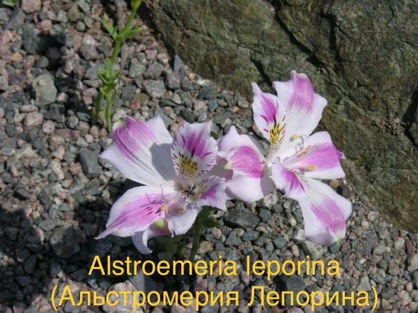 Alstroemeria leporina (Альстромерия Лепорина)