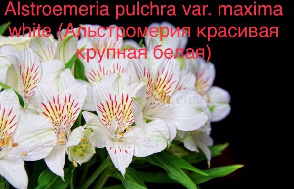Alstroemeria pulchra var. maxima white (Альстромерия красивая крупная белая)
