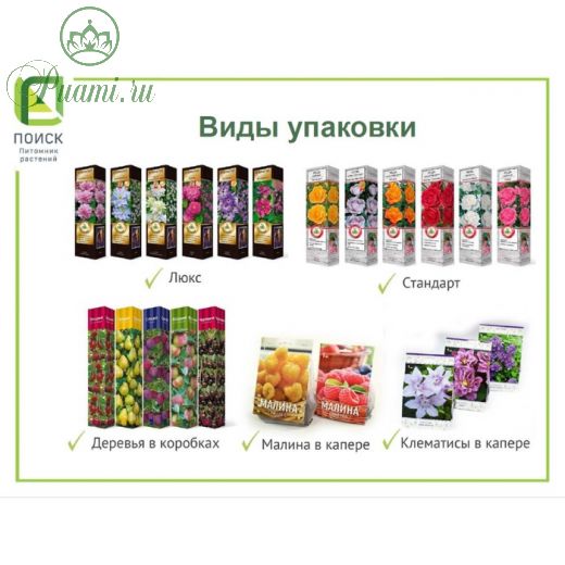 Туя западная Литтл Джем (Р9), 1шт, h 3-20 см, Май 2022