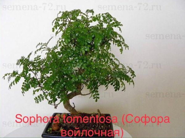 Sophora tomentosa (Софора войлочная)