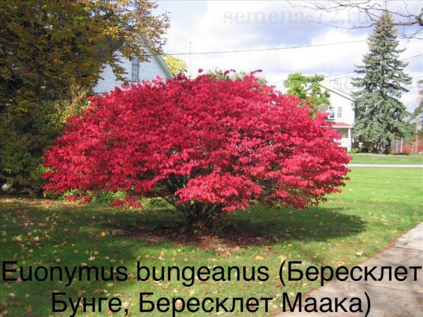 Euonymus bungeanus (Бересклет Бунге, Бересклет Маака)