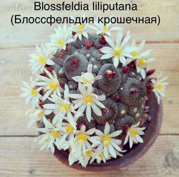 Blossfeldia liliputana (Блоссфельдия крошечная)