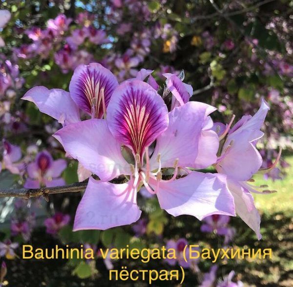 Bauhinia variegata - Баухиния пёстрая