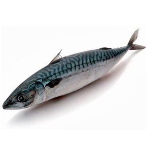Рыба свежемороженая Скумбрия 400-600 800г