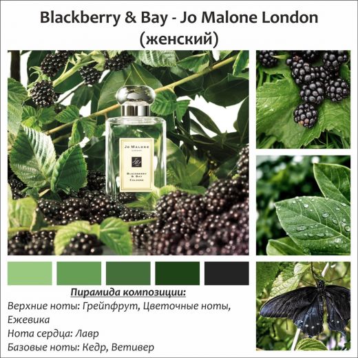 ~Blackberry & Bay (w)~