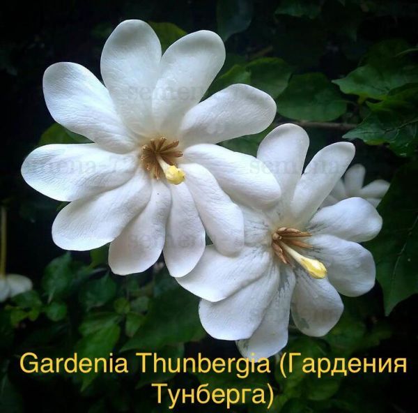 Gardenia Thunbergia - Гардения Тунберга