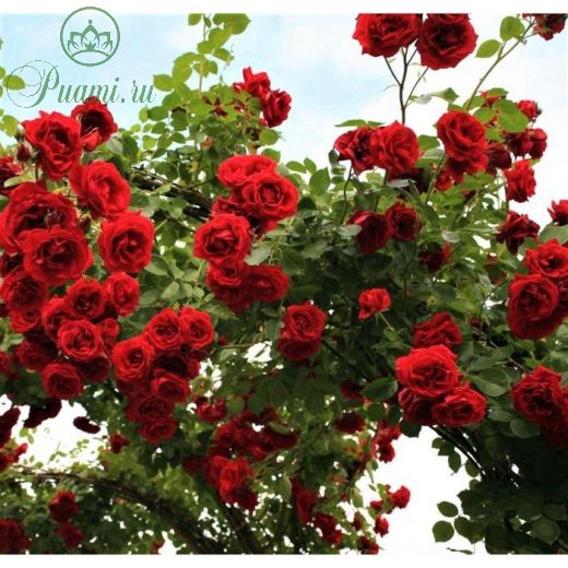 Роза плетистая Симпати, C3,5 горшок, Н25-45 высота, 1 шт, Июль 2022