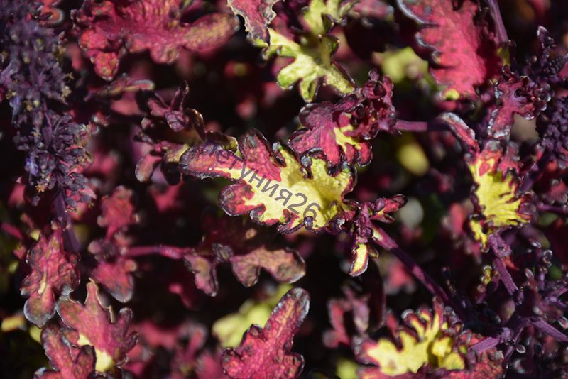 Горилла с косяком. Monkey rust. Крутая обезьяна в очках. Uts sea monkey rust колеус. Monkey rust.