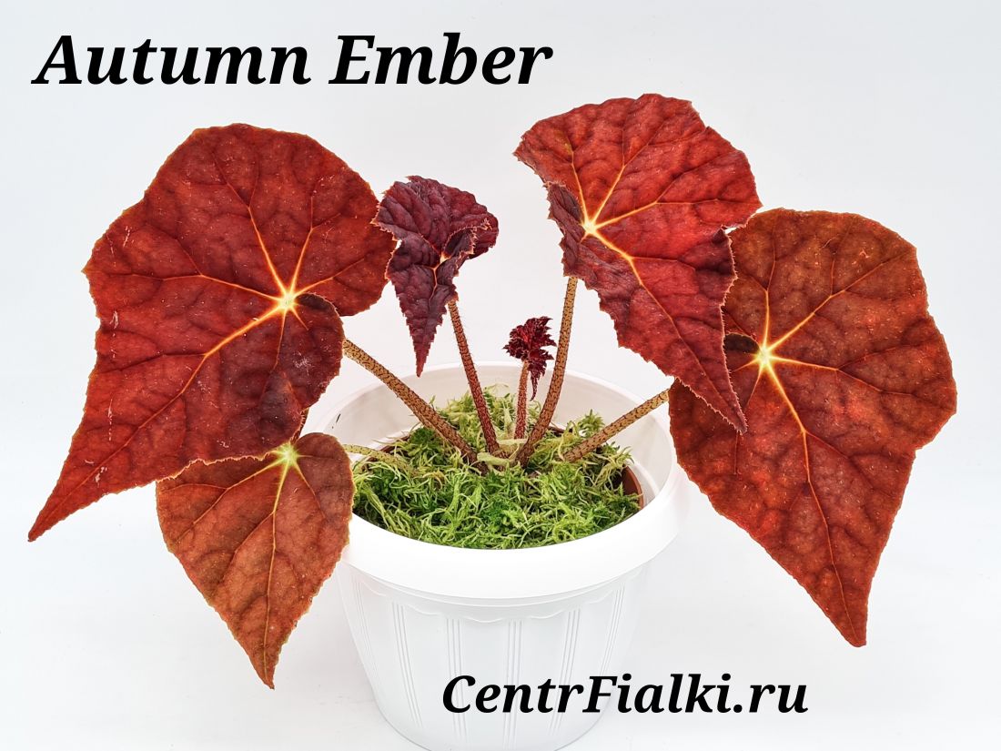 Бегония Autumn Ember