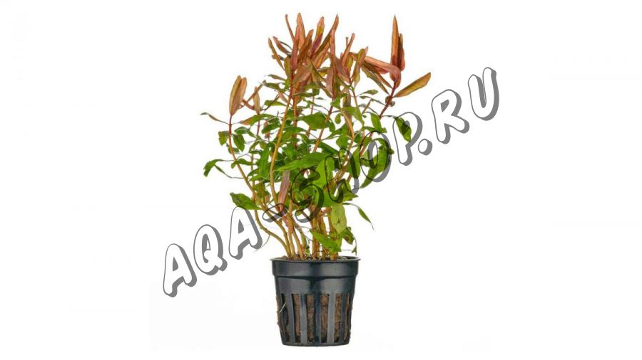Амманния изящная (Ammannia gracilis)