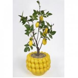 Предмет декоративный Lemon Tree, коллекция "Лимонное дерево" 47*82*51, Полиэтилен, Песчаник, Желтый, Зеленый