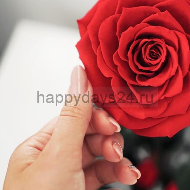 Красная роза Vip