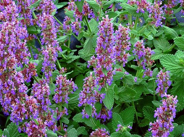 Мята лимонная (мелисса лекарственная)