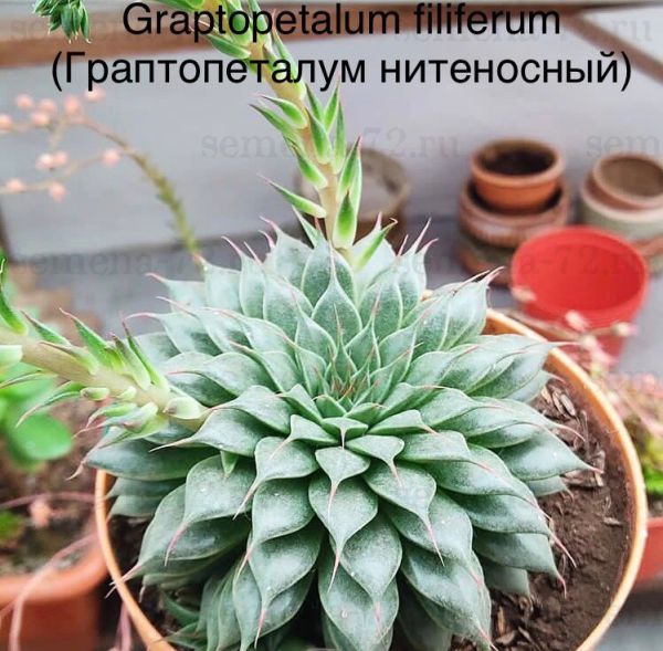 Graptopetalum filiferum (Граптопеталум нитеносный)