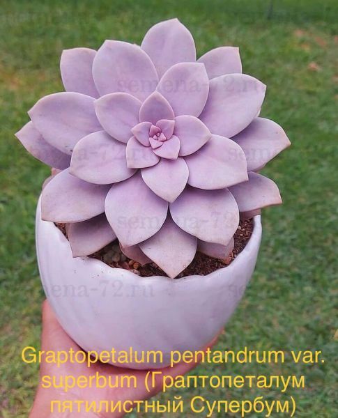 Graptopetalum pentandrum var. superbum (Граптопеталум пятилистный Супербум)