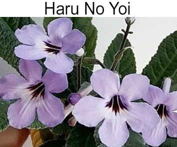 Haru No Yoi