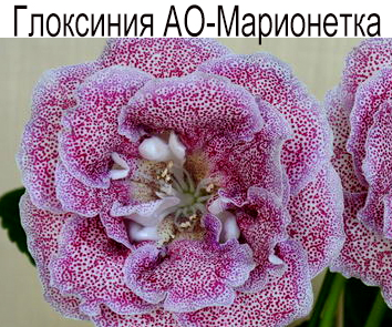 Глоксиния АО-Марионетка (О.Артемова)