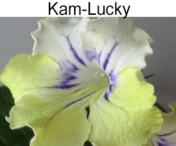 Kam-Lucky (Н. Радошкевич)