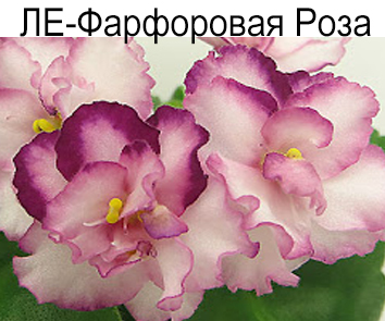 ЛЕ-Фарфоровая Роза (Е.Лебецкая)