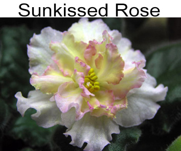 Sunkissed Rose (LLG/Herringshaw)