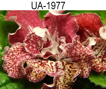 UA-1977 (Склярова)