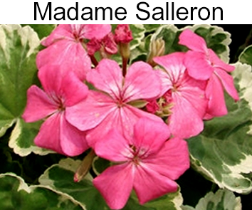Пеларгония пестронистная Madame Solleron