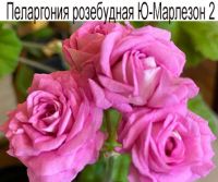 Пеларгония розебудная Ю-Марлезон 2