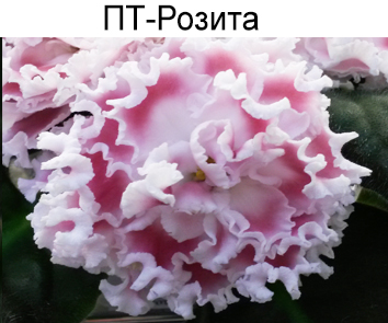 ПТ-Розита (Т.Пугачёва)