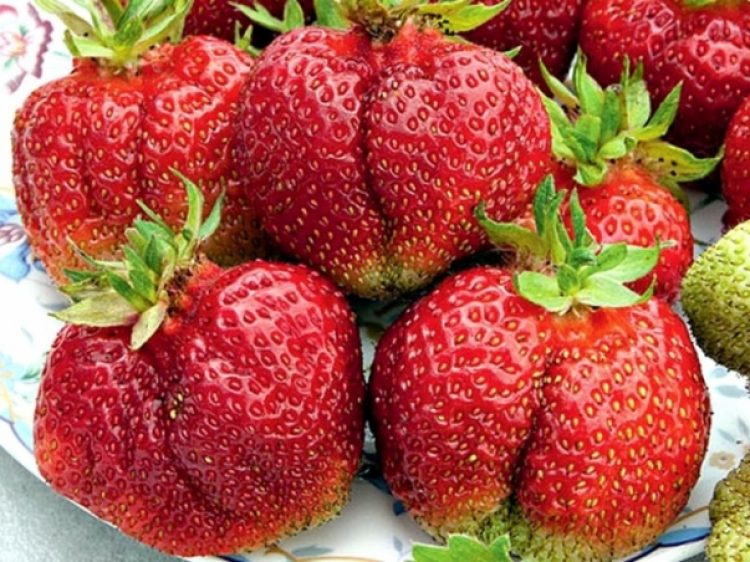 Вима Тарда саженцы клубники ( Vima Tarda Strawberry)10шт