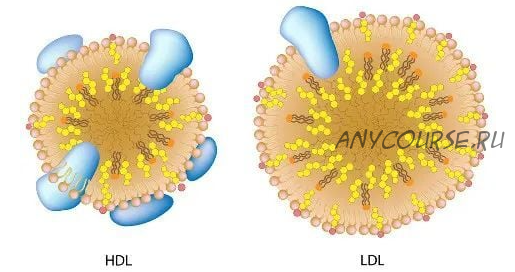 [Sigh Energy] Холестерин | Cholesterol Powerful Plus +11x (Extra Strong)