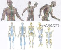 Секреты анатомии: путешествие по миофасциальным меридианам , часть 10 из 10 (Томас Майерс)