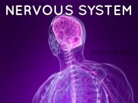 [Spirituality Zone] Нервная система: Обновление, Восстановление и омоложение. Расширенная версия