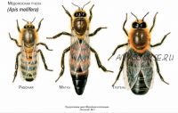 Музейная Коллекция. Медоносная пчела. Apis mellifera. Экспонат №?4 (Анастасия Голенева)