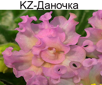 KZ-Даночка (Заикина (Вернер)