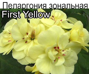 Пеларгония First Yellow