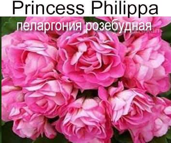 Пеларгония розебудная Princess Philippa