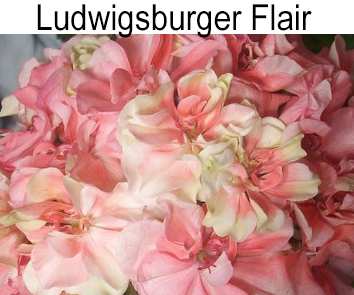 Пеларгония густомахровая Ludwigsburger Flair