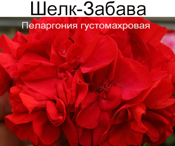 Пеларгония густомахровая Шелк-Забава