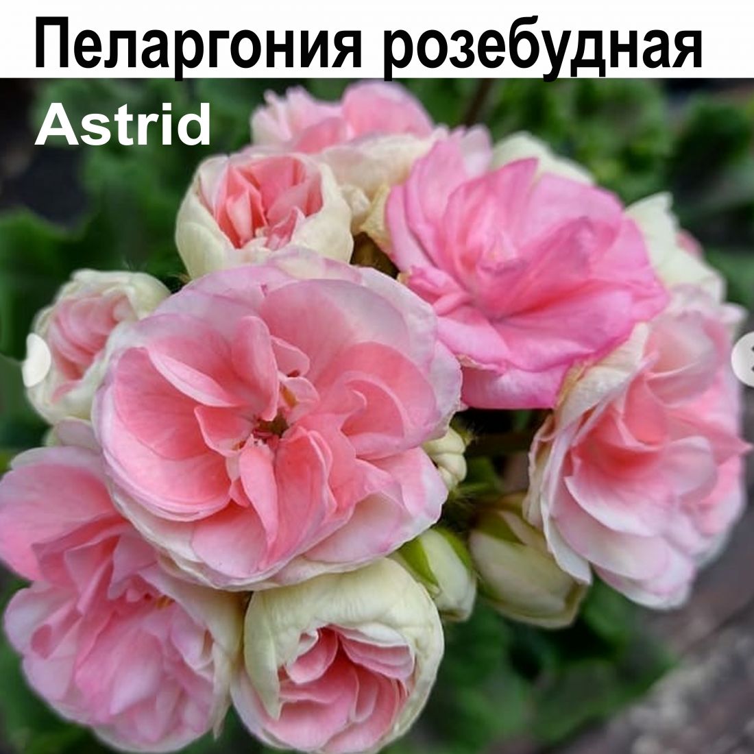 Пеларгония розебудная Astrid