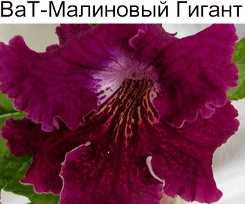 Стрептокарпус ВаТ-Малиновый Гигант (Т. Валькова)