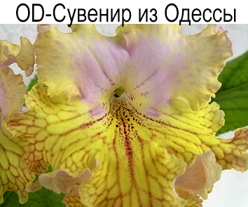 OD-Сувенир из Одессы