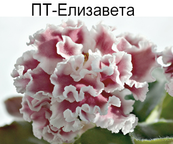 ПТ-Елизавета (Т.Пугачева)