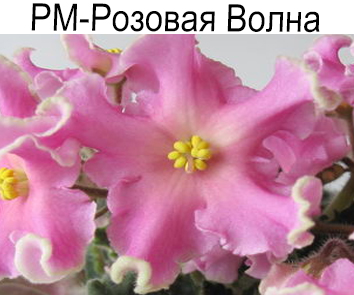 РМ-Розовая Волна (Н. Скорнякова)