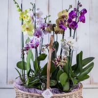 Большая композиция с орхидеями
