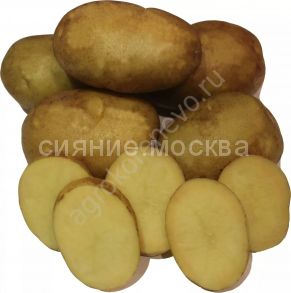 Картофель семенной Ариэль 2 кг (суперэлита)