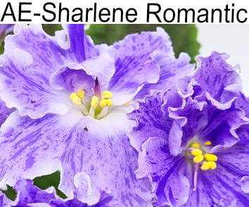 АЕ-Sharlene Romantic (Е. Архипов)
