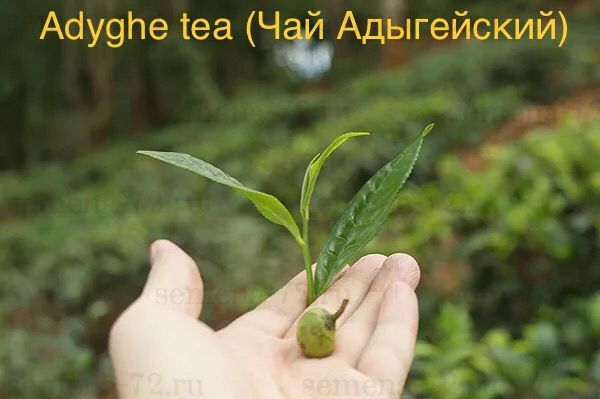 Adyghe tea (Чай Адыгейский)