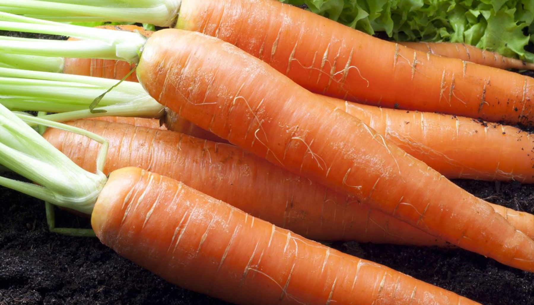 Морковь витаминная 6. Морковь витаминная Гавриш.
